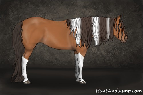 Horse Color:Bay Tobiano 