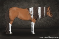 Horse Color:Bay Tobiano 