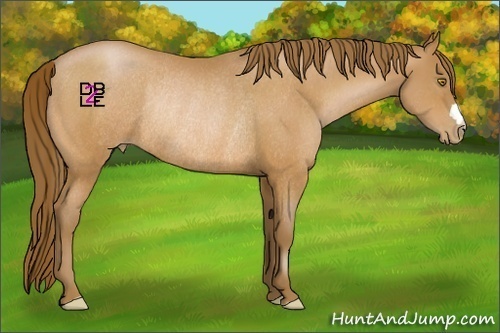Horse Color:Bay Pearl Rabicano 