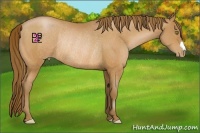 Horse Color:Bay Pearl Rabicano