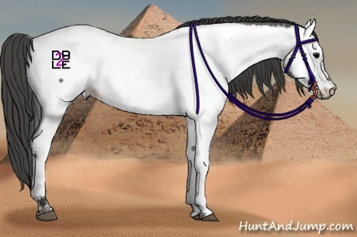 Horse Color:Grullo Appaloosa 