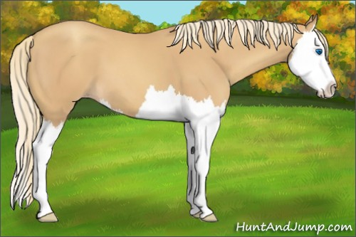 Horse Color:Gold Champagne Splash 