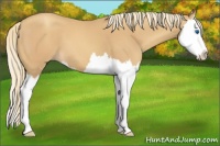 Horse Color:Gold Champagne Splash