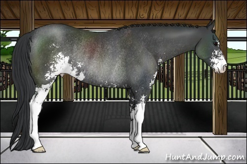 Horse Color:Black Sabino Rabicano 