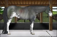 Horse Color:Black Sabino Rabicano 