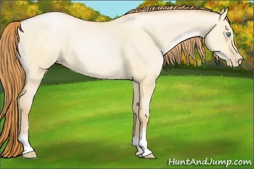 Horse Color:Buckskin Roan Pearl Dun 