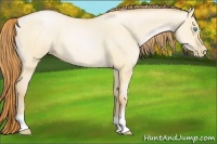 Horse Color:Buckskin Roan Pearl Dun 