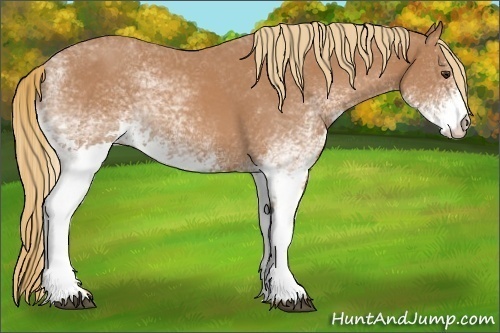 Horse Color:White Spotted Chestnut