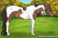 Horse Color:Buckskin Tobiano Varnish 