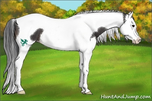 Horse Color:Brown Splash Tobiano 