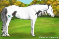 Horse Color:Brown Splash Tobiano