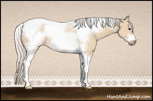 Horse Color:Silver Bay Dun Sabino Tobiano Frame Rabicano 