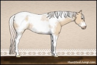 Horse Color:Silver Bay Dun Sabino Tobiano Frame Rabicano