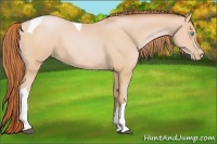 Horse Color:Buckskin Pearl Tobiano 