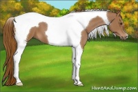 Horse Color:Chestnut Tobiano 