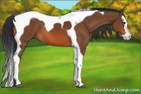 Horse Color:Bay Splash Tobiano 