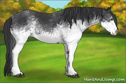 Horse Color:White Spotted Black 