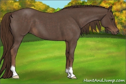 Horse Color:Liver Red Roan 