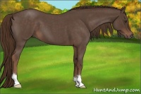 Horse Color:Liver Red Roan 