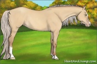 Horse Color:Silver Sable Champagne Dun Sabino Rabicano 