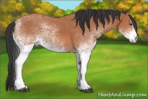 Horse Color:White Spotted Bay