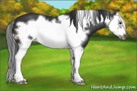 Horse Color:Brown Splash Frame