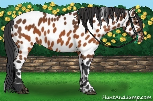 Horse Color:Brown Appaloosa 