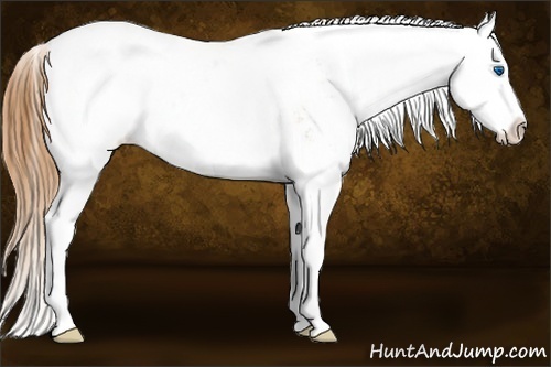 Horse Color:Gold Champagne Ice Sabino Splash Appaloosa 