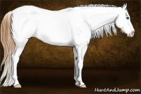Horse Color:Gold Champagne Ice Sabino Splash Appaloosa 