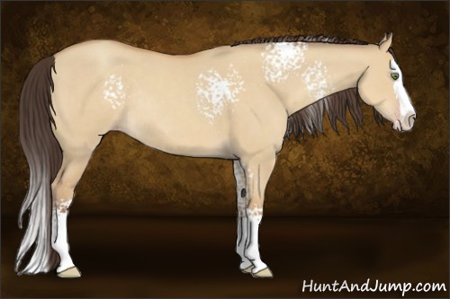 Horse Color:White Spotted Amber Champagne Dun Splash Rabicano 