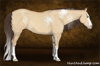 Horse Color:White Spotted Amber Champagne Dun Splash Rabicano