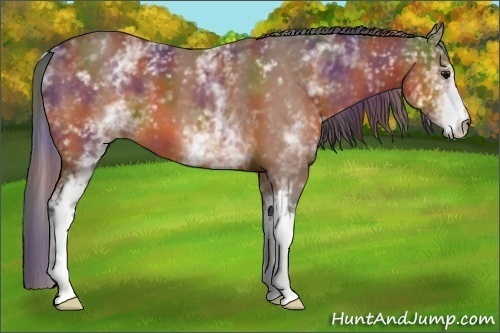 Horse Color:Nacre White Spotted Brown 
