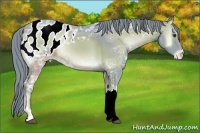 Horse Color:Watercolor Liver Red Onyx Ice Appaloosa 