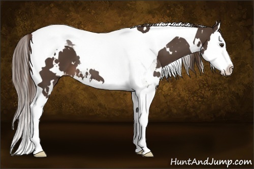 Horse Color:White Spotted Liver Chestnut Splash Tobiano Appaloosa 
