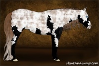 Horse Color:Liver Chestnut Ice Splash 