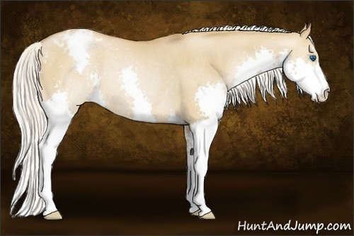 Horse Color:Silver Grullo Pearl Splash Appaloosa Rabicano 