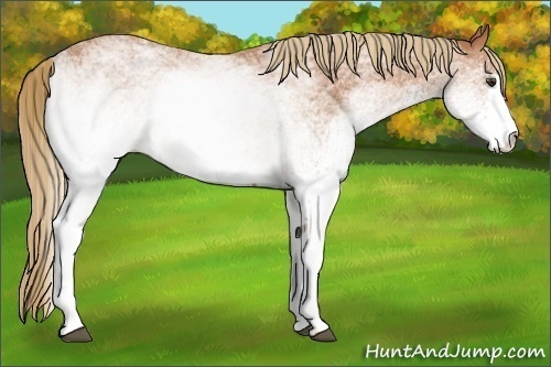 Horse Color:White Spotted Chestnut