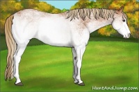 Horse Color:White Spotted Chestnut