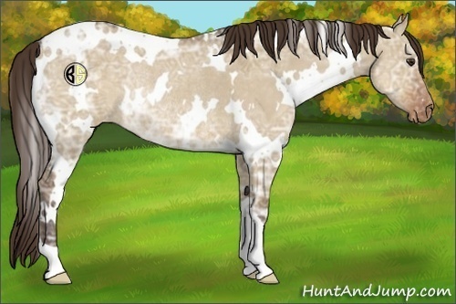 Horse Color:White Spotted Liver Red Dun Ice Appaloosa Rabicano 