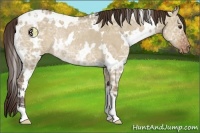 Horse Color:White Spotted Liver Red Dun Ice Appaloosa Rabicano 