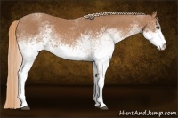 Horse Color:White Spotted Chestnut 