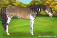 Horse Color:Buckskin Splash 