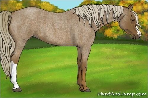Horse Color:Chocolate Palomino Roan 