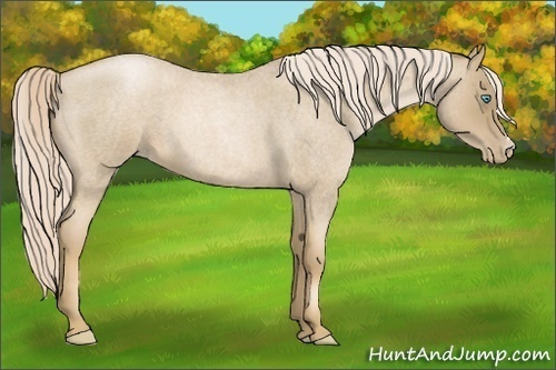 Horse Color:Chocolate Palomino Roan Pearl