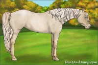 Horse Color:Chocolate Palomino Roan Pearl 