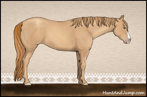 Horse Color:Gold Champagne Splash