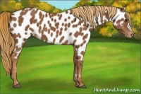 Horse Color:Chestnut Appaloosa 