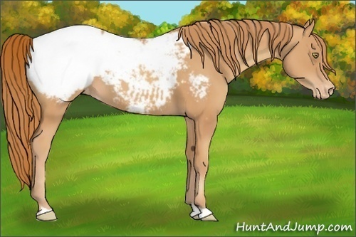 Horse Color:Gold Champagne Appaloosa 
