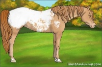 Horse Color:Gold Champagne Appaloosa 