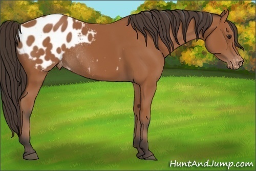 Horse Color:Bay Appaloosa Rabicano 